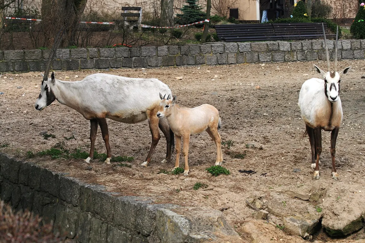 Adult Arabian oryx next to a light brown calf