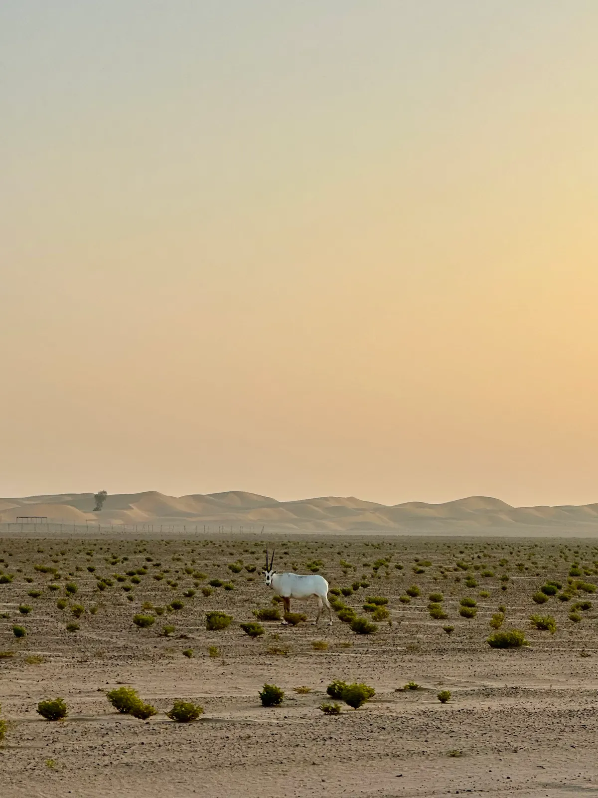 A lone Arabian oryx in the Al Qudra desert (Dubai) at sunrise