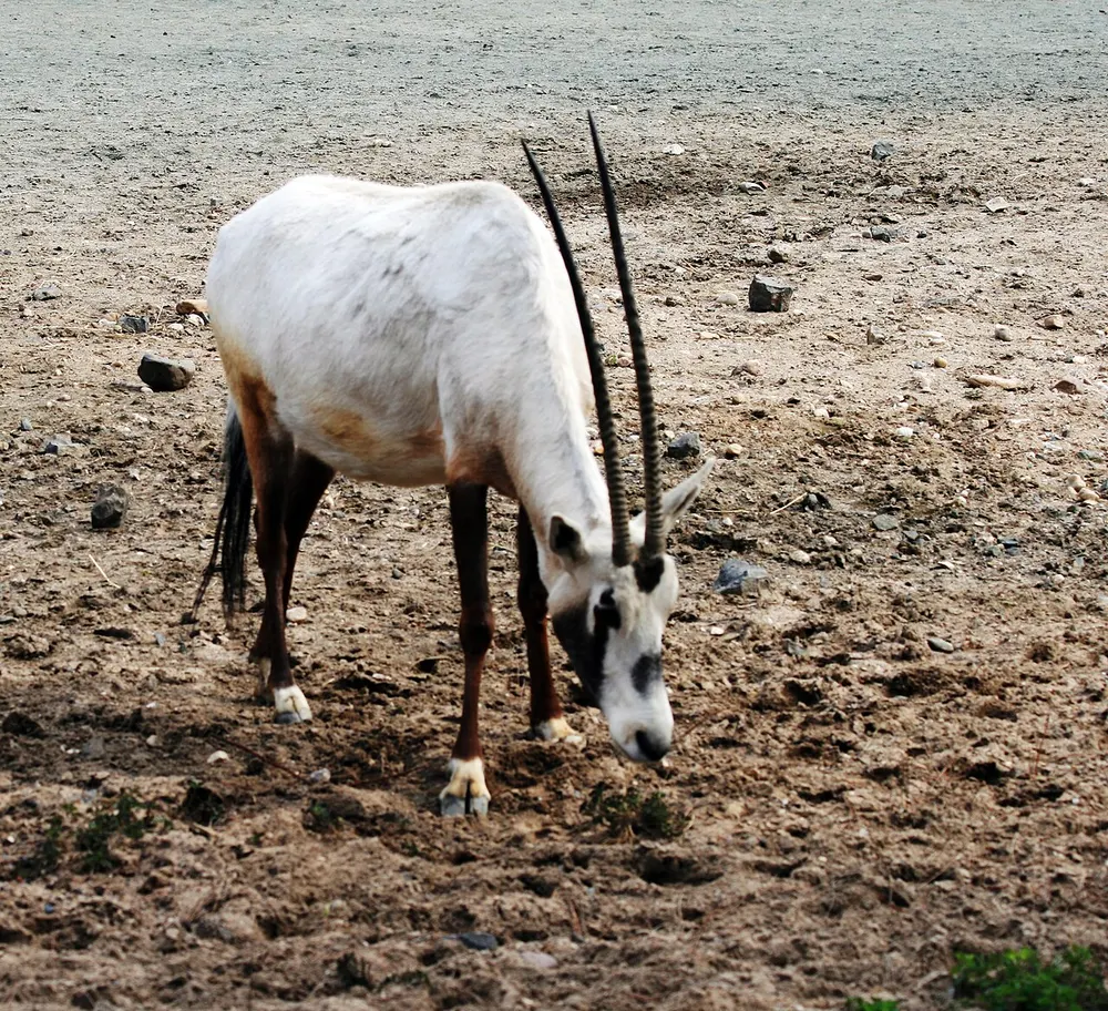 White Arabian oryx with long straight horns grazing on stony ground