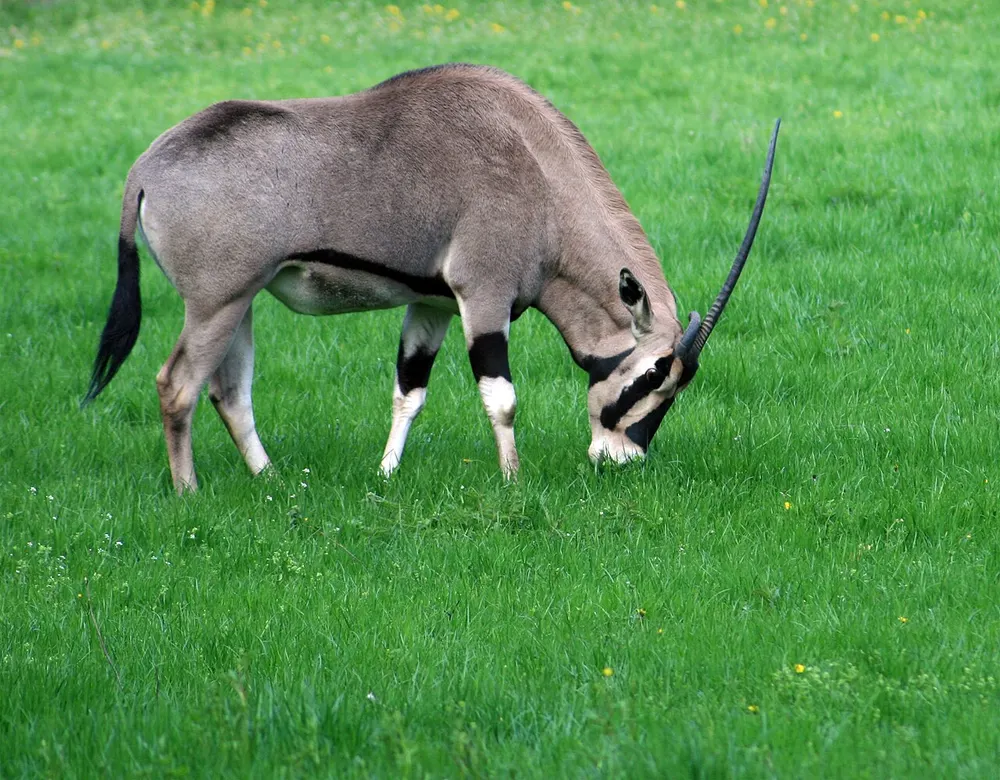 Grey beisa oryx with black facial markings grazing on green grass