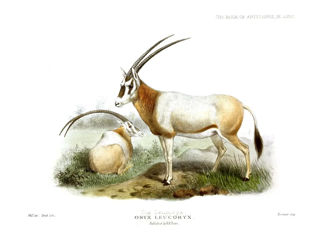 Antique colour plate of an adult Arabian oryx and a resting calf