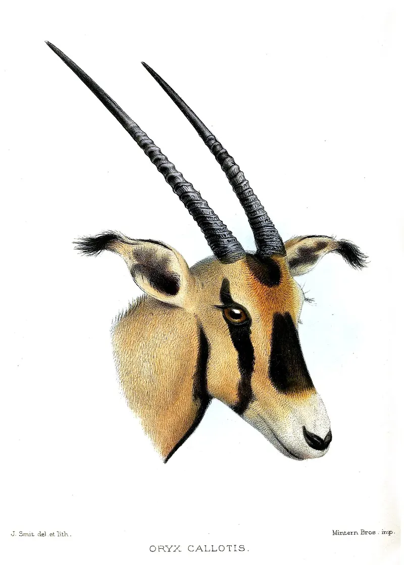 Antique illustration of a fringe-eared oryx head with black tufts on the ears
