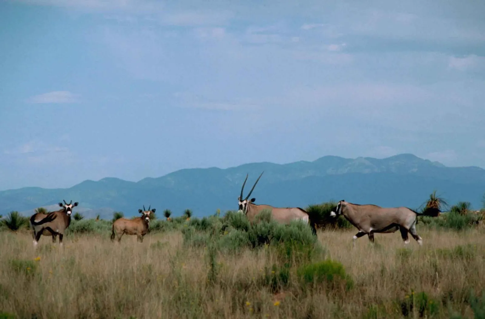 A group of gemsbok grazing on a grassy plain with mountains behind