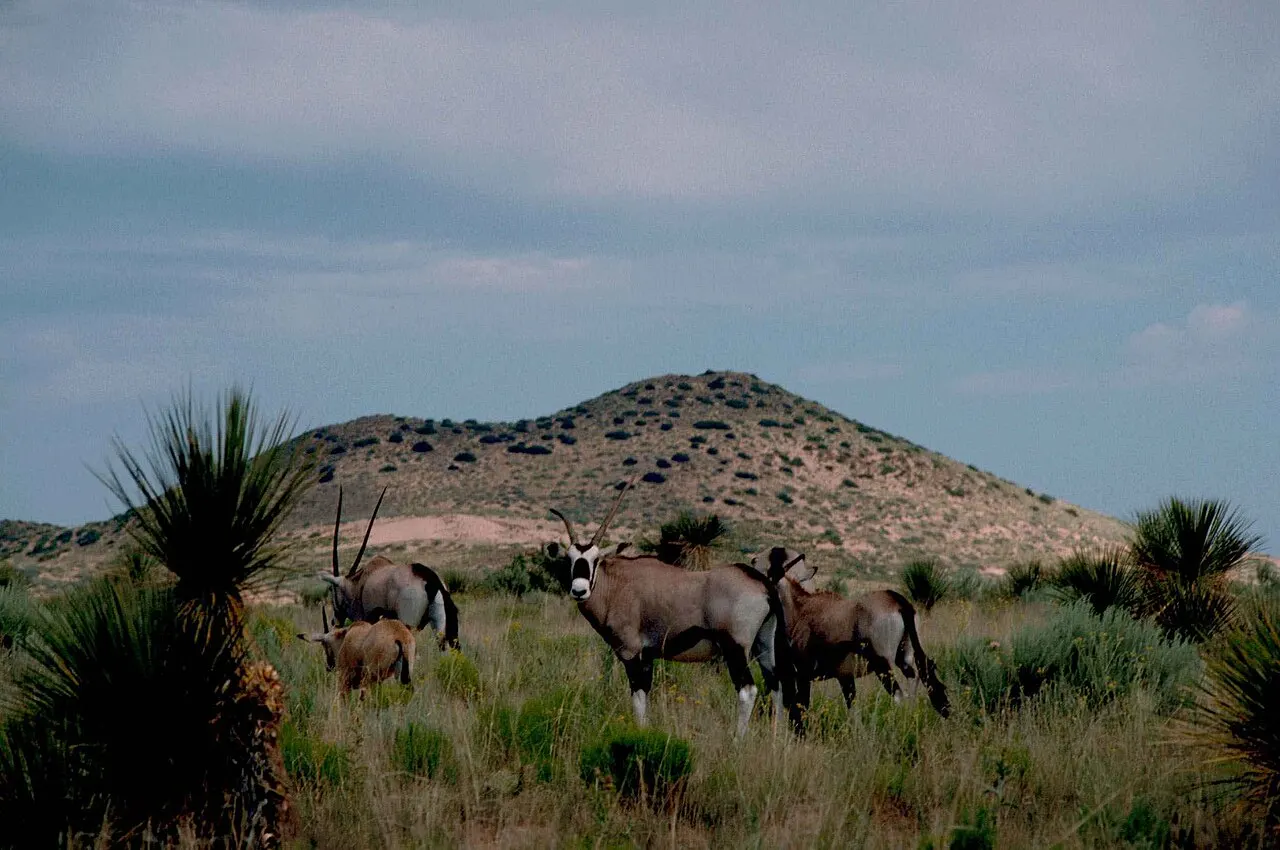 A herd of gemsbok on a semi-desert plain with yuccas and a hill