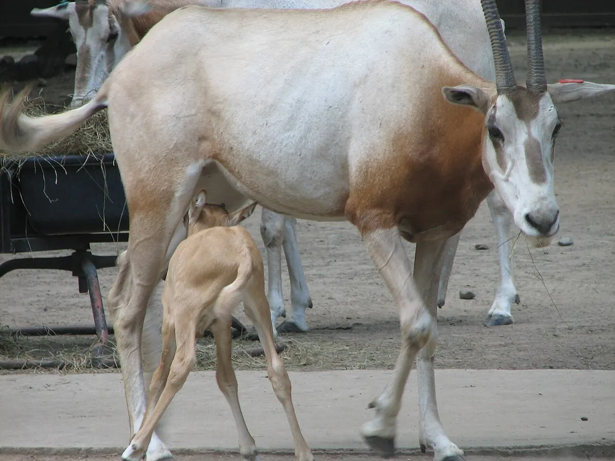 Female scimitar-horned oryx walking with her fawn-coloured calf beside her