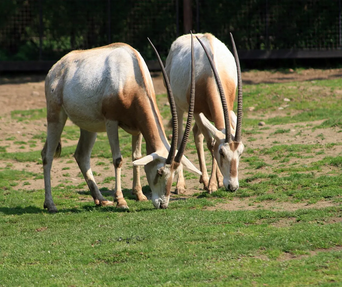 Two scimitar-horned oryx grazing green grass with heads lowered