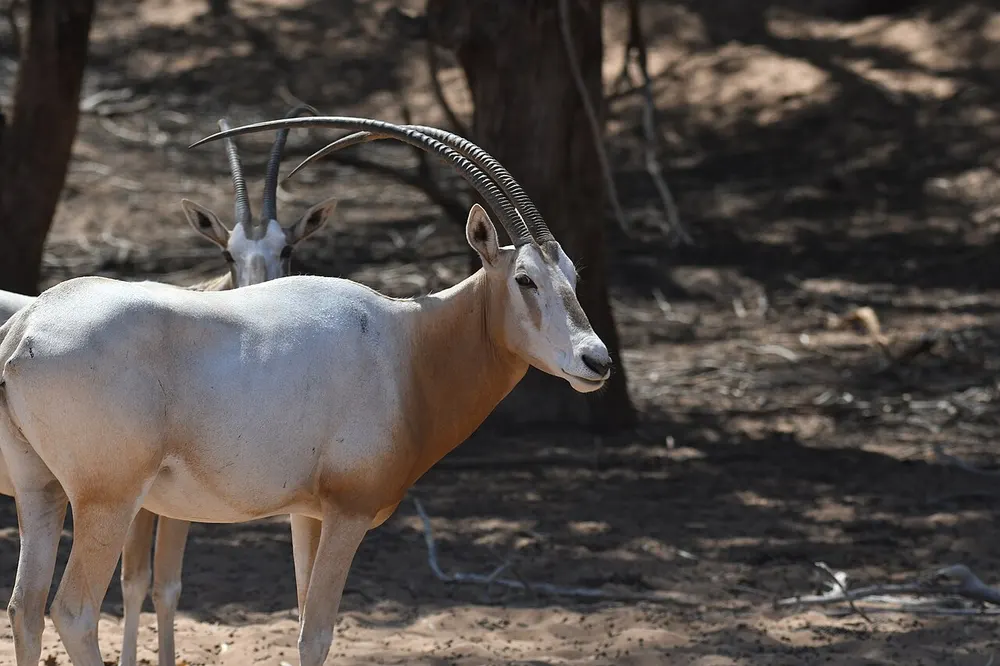 White scimitar-horned oryx with a reddish neck and backward-curving horns